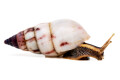 Limicolaria agathina Nigeria adult